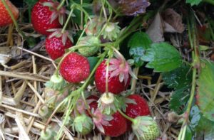 Jordbær